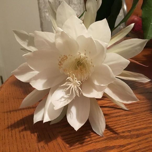 Meet your Posher, Dee - Picture 1 of 1